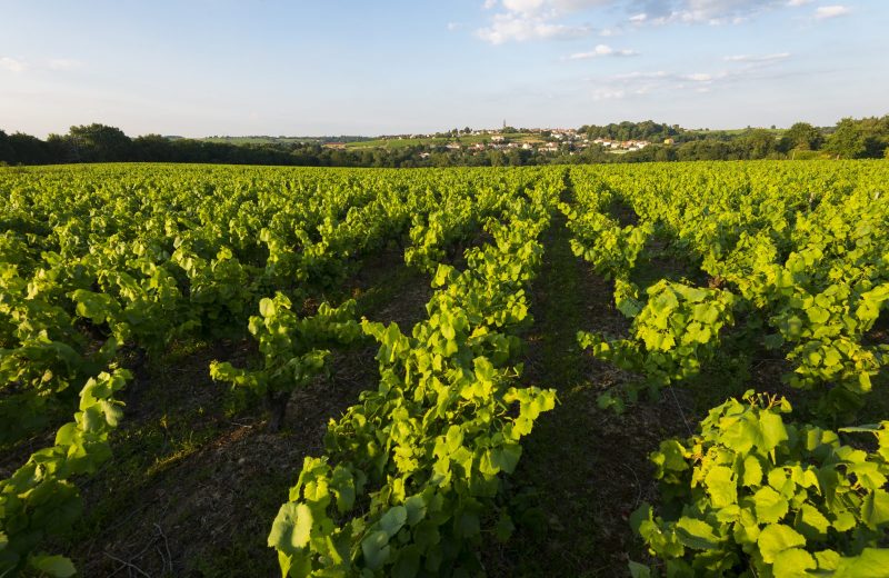 le vignoble nantais